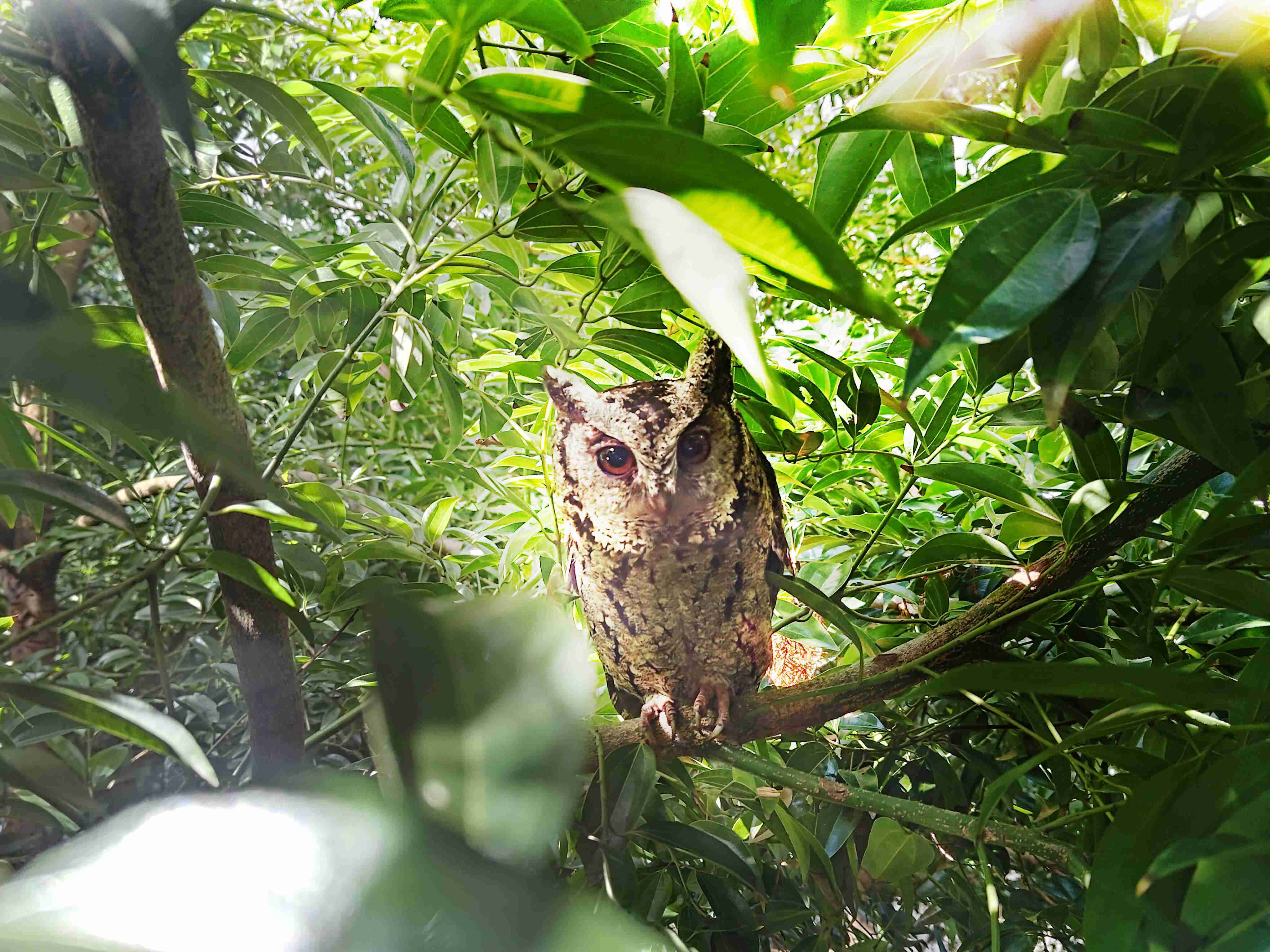 杏悦2致力提倡净零绿生活，，，16年以来在全球各厂区植树逾百万棵，，，造就各厂区树木蔚然成林，，，，犹如森林工厂，，，成为许多生物的栖息地